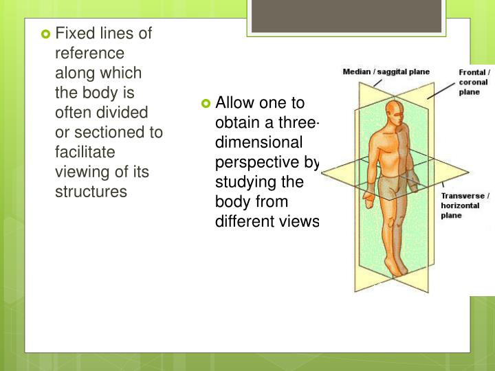 PPT - Anatomical Position, Directions, Regions , Planes, Cavities, & Quadrants PowerPoint ...