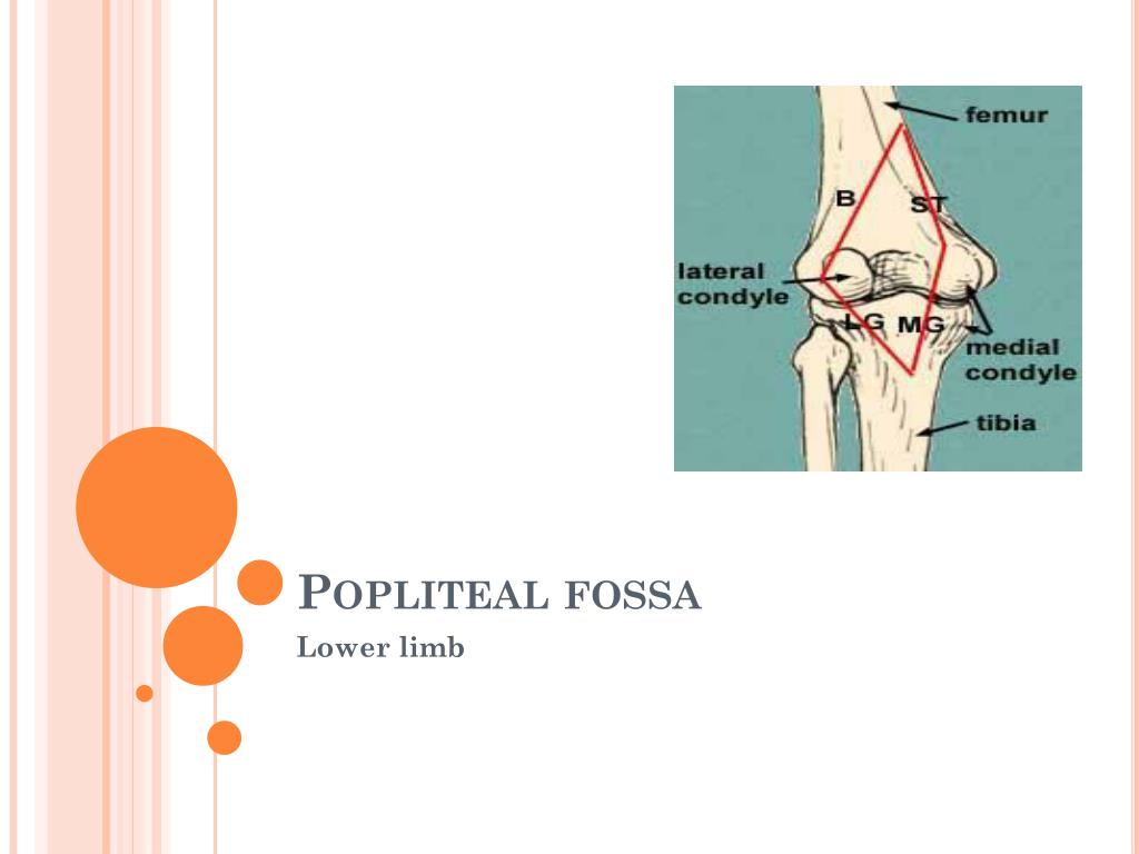 Ppt popliteal fossa powerpoint presentation free download id 2075446