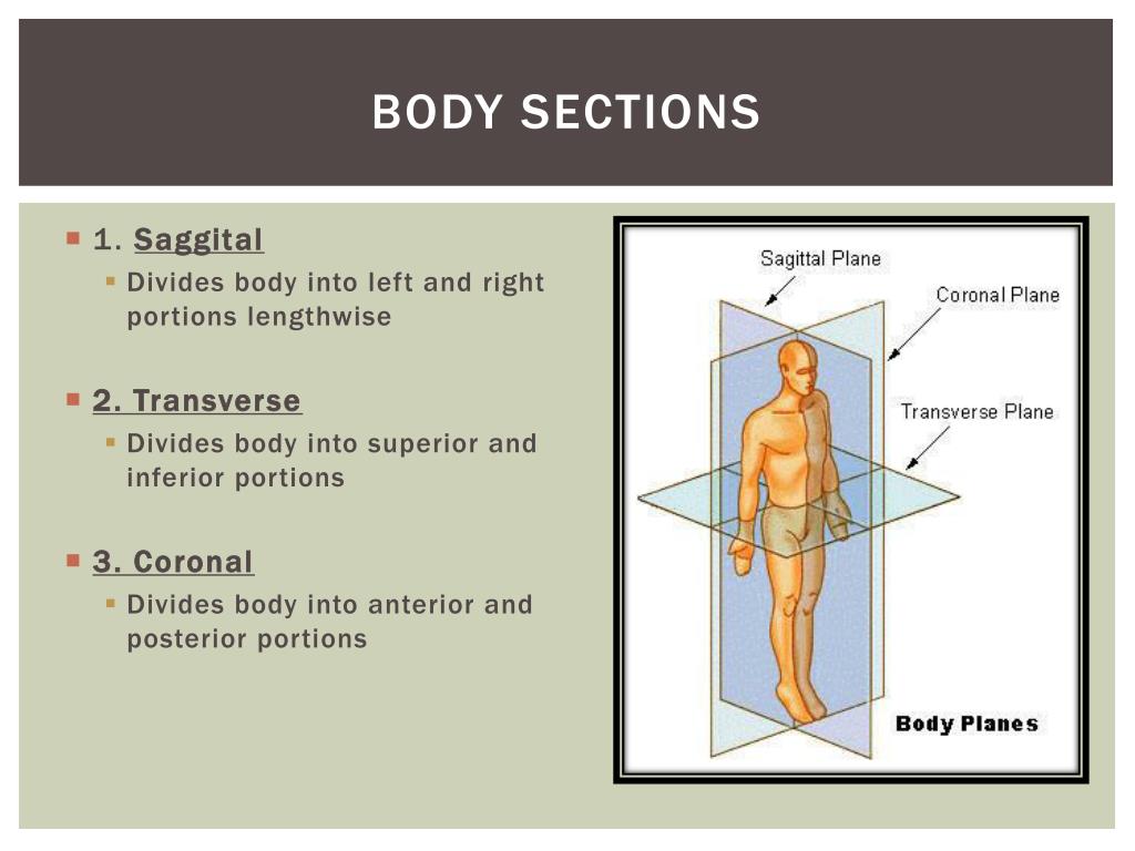 PPT - Anatomical Terminology PowerPoint Presentation, free download