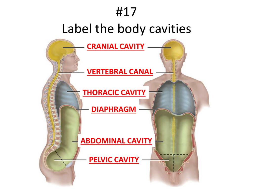Body cavities labeling worksheet