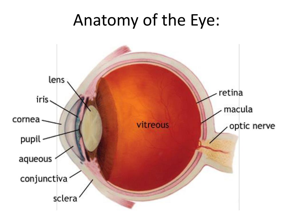 Eye corner. Lens анатомия. Lens on Lens cornea. Торический хрусталик видение.