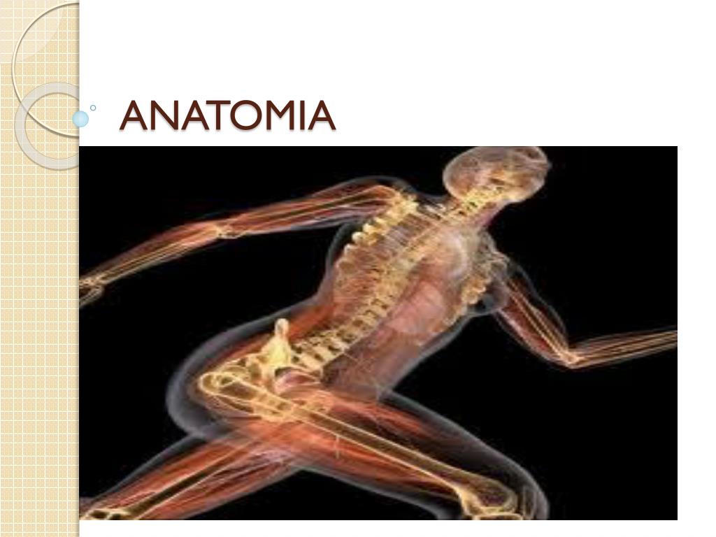 Anatomia aplicada Quadril e coxa- Músculos Quiz