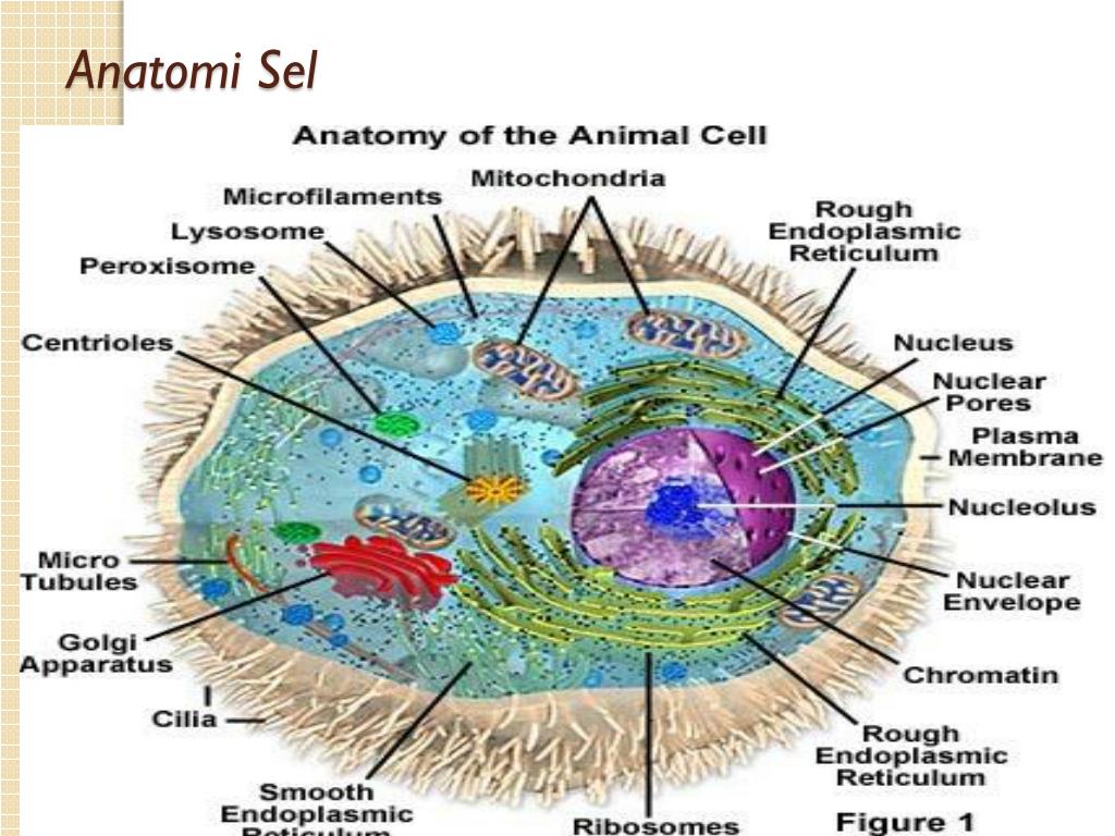 Эукариотических организмов имеется. Строение эукариотической клетки. Ядро эукариотической клетки. Строение эукариотических клеток. Структура ядра эукариотической клетки.