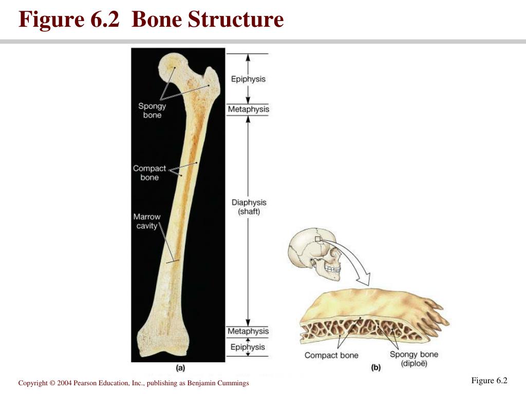 PPT - SECTION 6-1: Introduction to the skeletal system PowerPoint