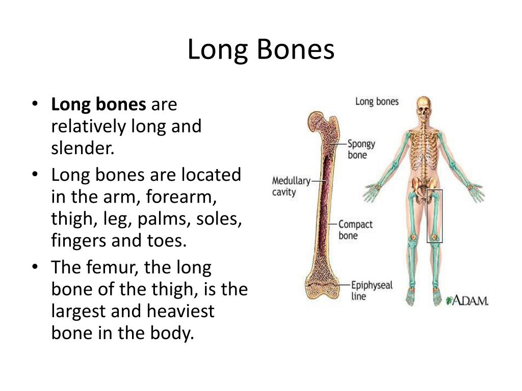 PPT - Bone Structure and Skeletal System PowerPoint Presentation, free