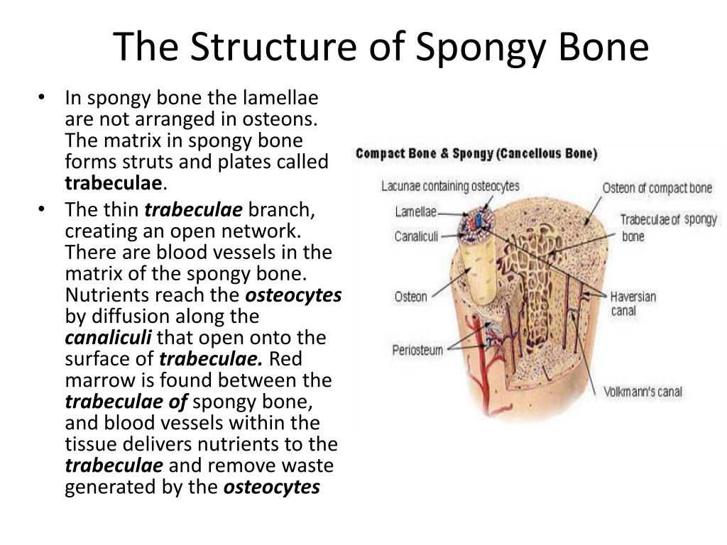 PPT - Bone Structure and Skeletal System PowerPoint Presentation, free
