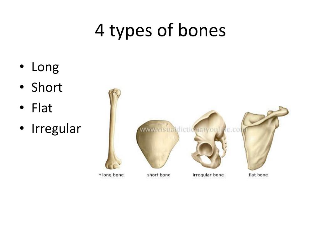 examples of flat bones