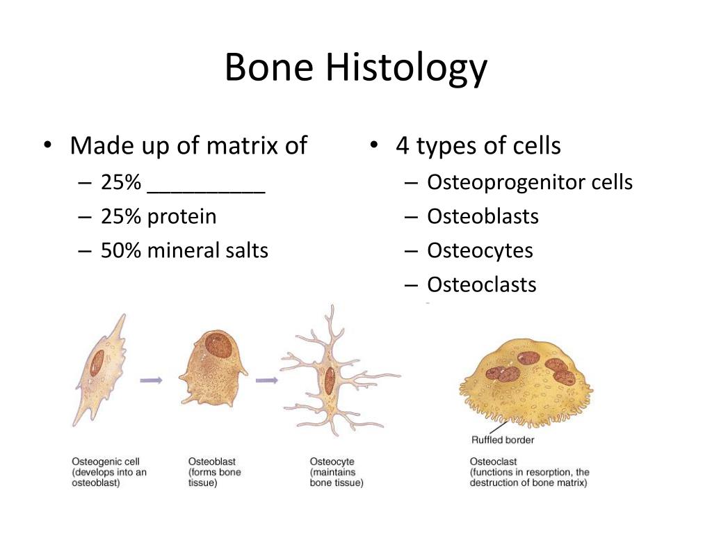 Types Of Bone Histology