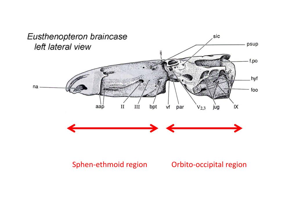 PPT - BIOLOGY 524 SKULL – I BRAINCASE - CHONDROCRANIUM S. S. Sumida ...