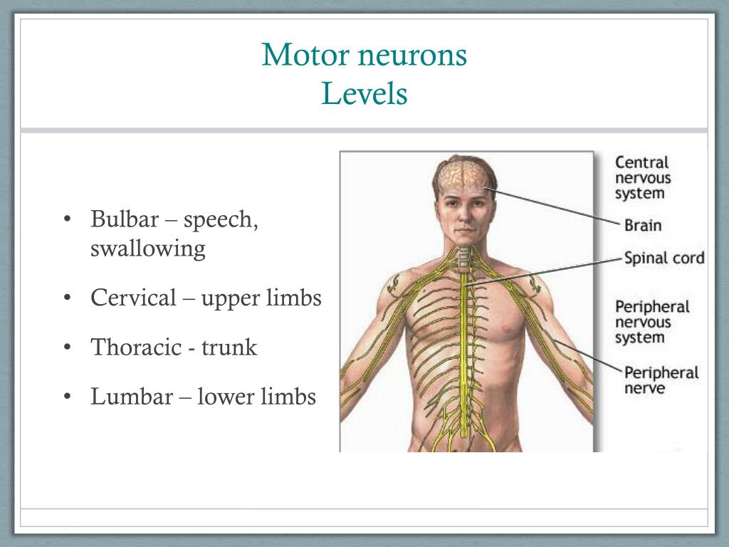 ppt-diagnosis-of-motor-neuron-disease-powerpoint-presentation-free