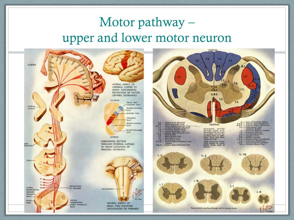 Upper Motor Neuron Pathway
