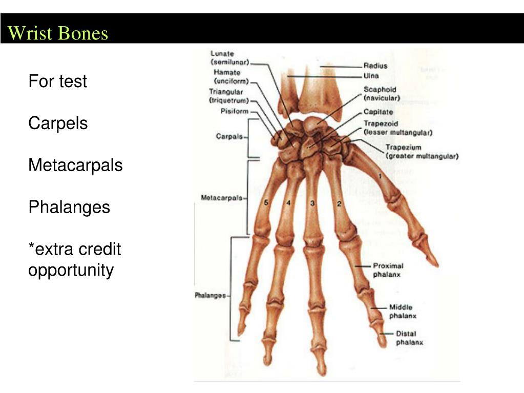 PPT - SKELETAL SYSTEM PowerPoint Presentation, free download - ID:2080755