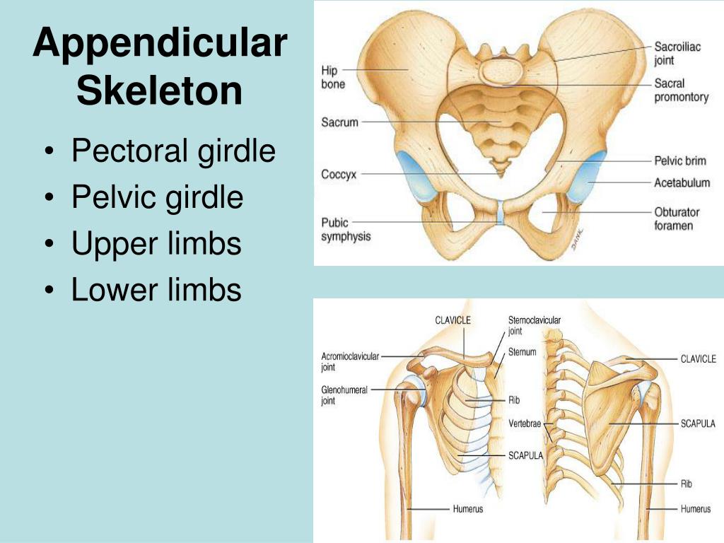 PPT - Skeletal System PowerPoint Presentation, free download - ID:2081038