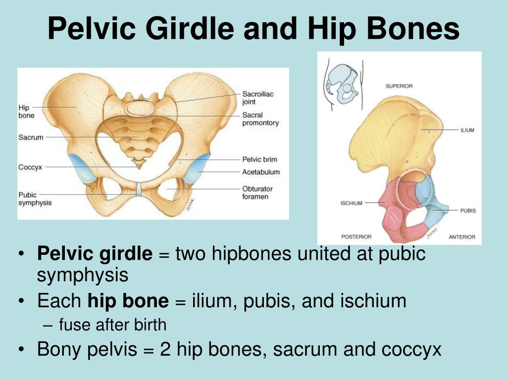 PPT - Skeletal System PowerPoint Presentation, free download - ID:2081038