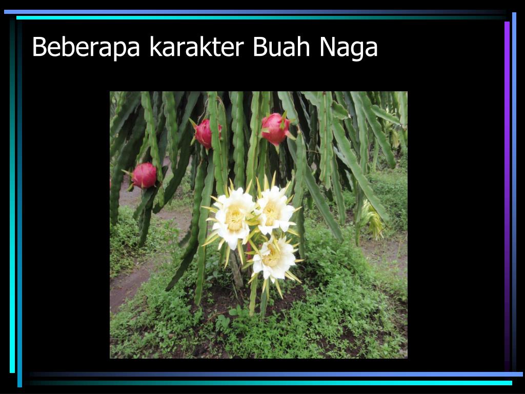 PPT Aspek Aspek Penting Budidaya Tanaman Buah Tropika PPT Aspek Aspek Penting Budidaya Tanaman Buah Tropika