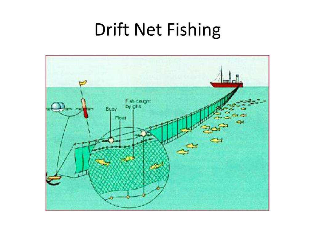 PPT - Fishing Techniques PowerPoint Presentation, free download