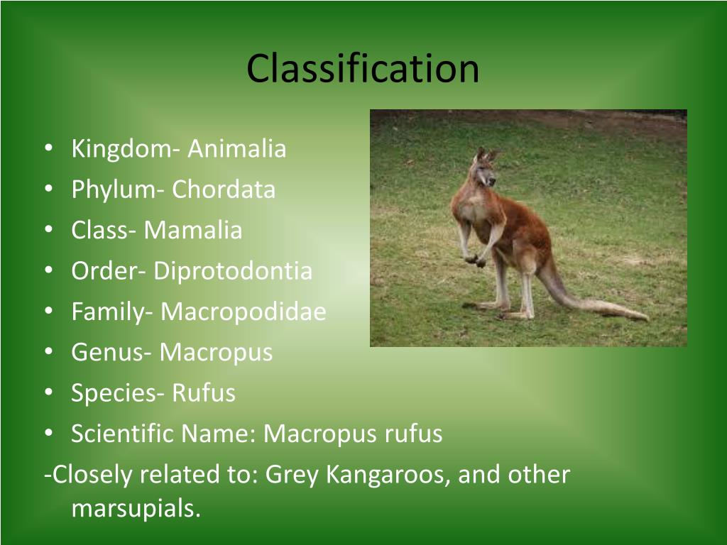 Ppt red kangaroo powerpoint presentation free download id 2082582