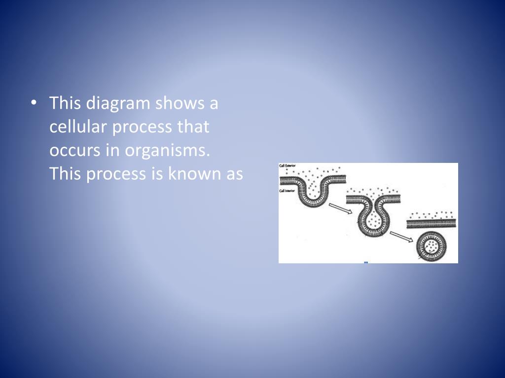 PPT Cell Biology Jeopardy PowerPoint Presentation, free download ID