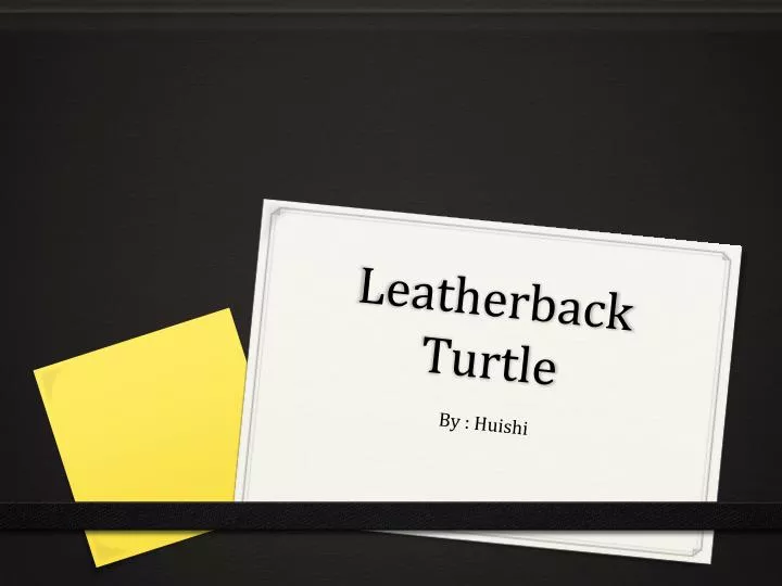 leatherback turtle n.