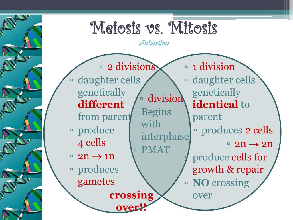 Meiosis Vs Mitosis Animation L 