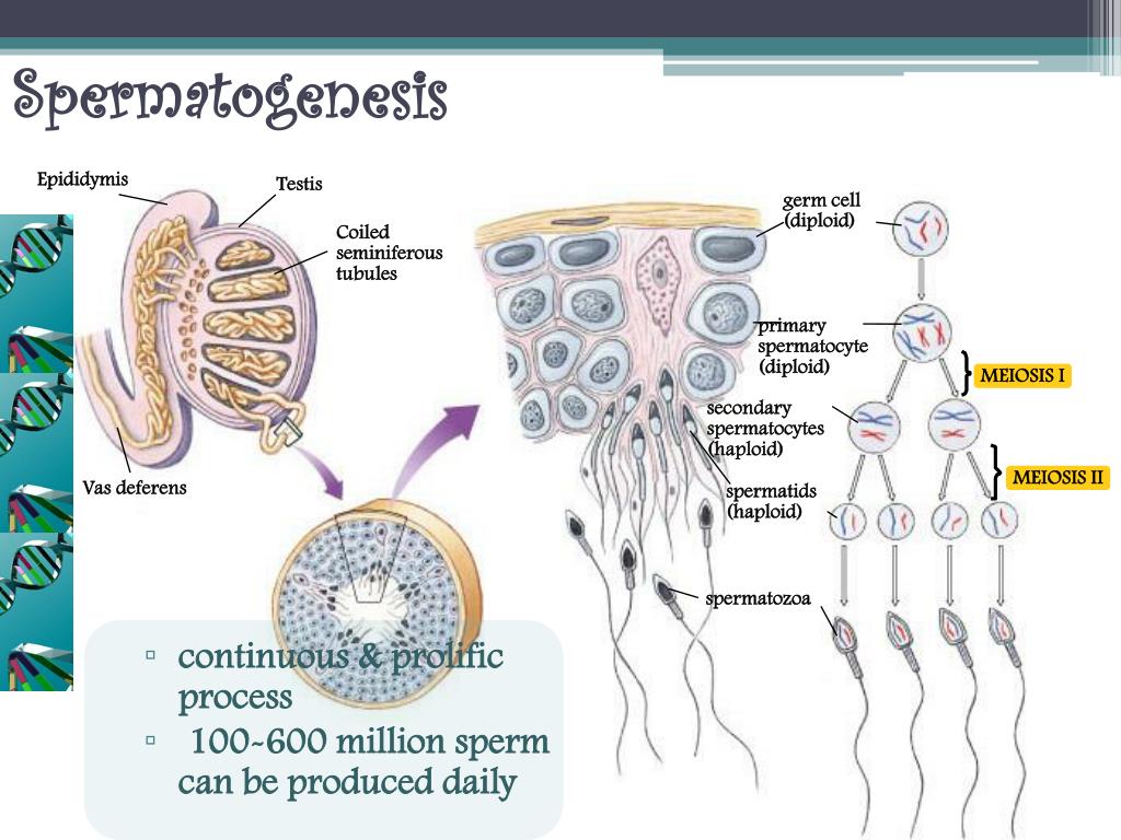 Liesman recommends best of Asian massage marietta ga and haploid Sperm oocytes