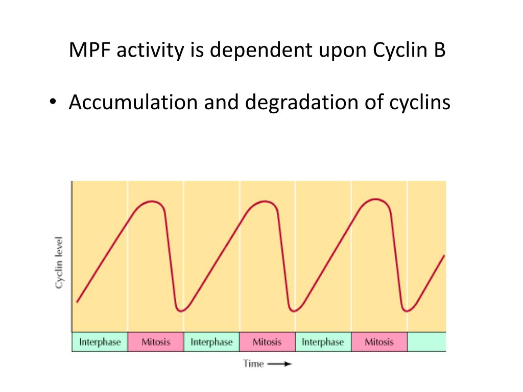 Cell division, cell growth, cell Cycle PowerPoint Presentation ... Biology Diagrams