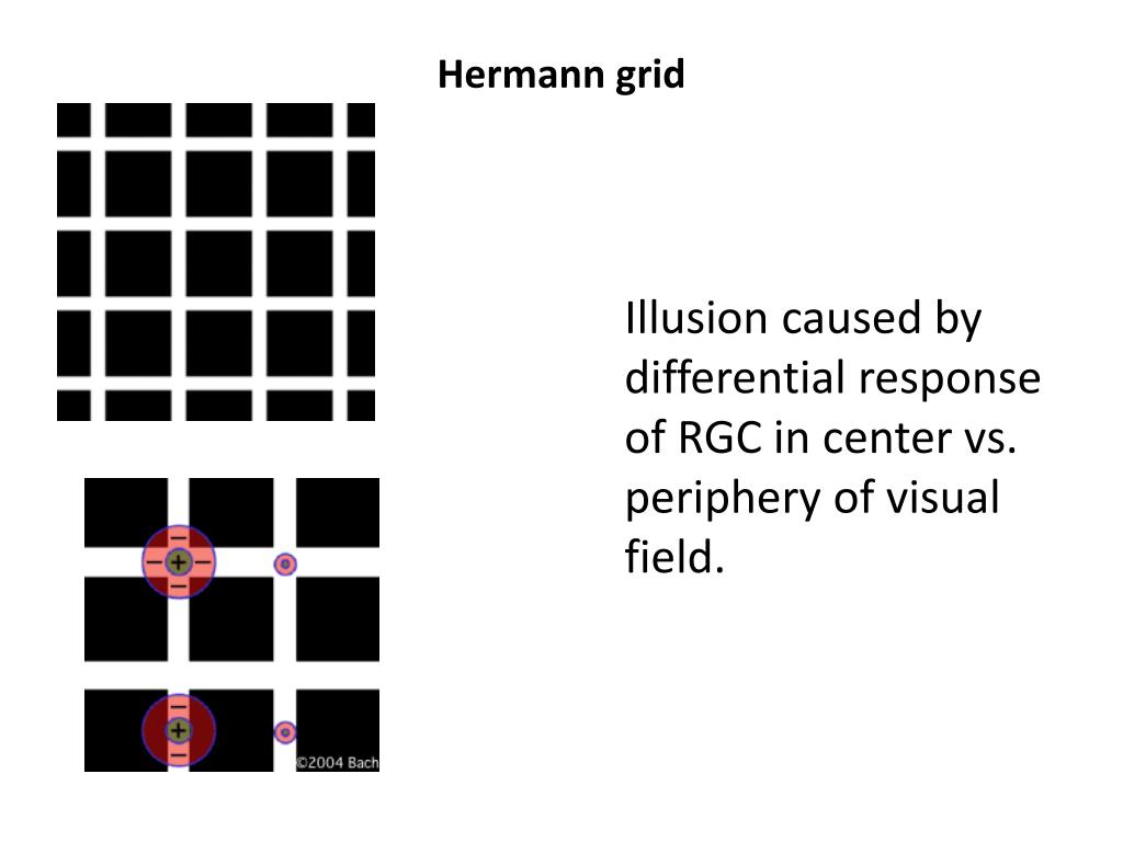 PPT Perception Chapter 3 PowerPoint Presentation Free Download ID PPT Perception Chapter 3 PowerPoint Presentation Free Download ID
