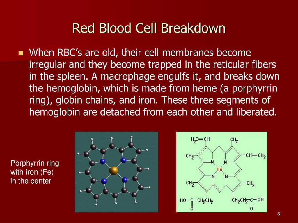 PPT - Blood physiology PowerPoint Presentation, free download - ID:2084543
