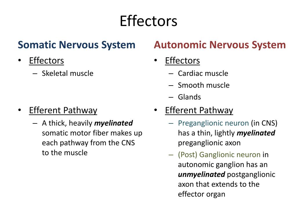 somatic nervous system effectors somatic nervous system effectors