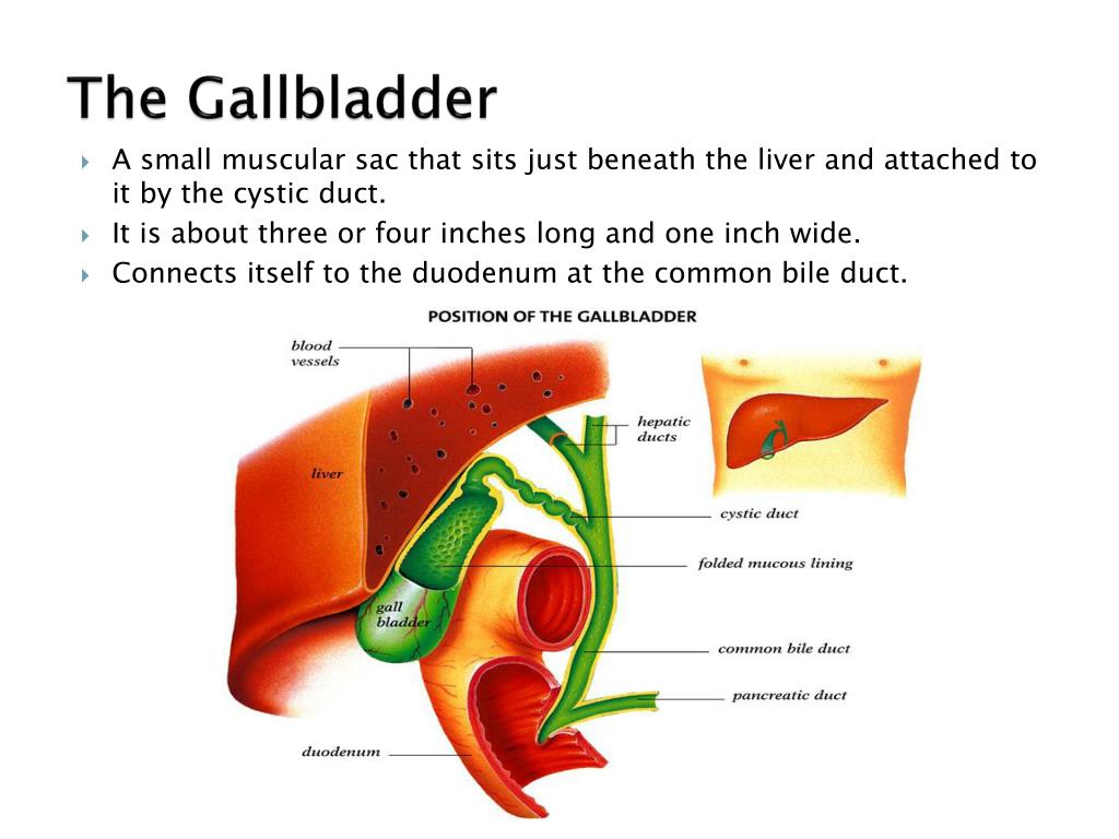 gallbladder-definition-anatomy-parts-function-pictures-ehealthstar