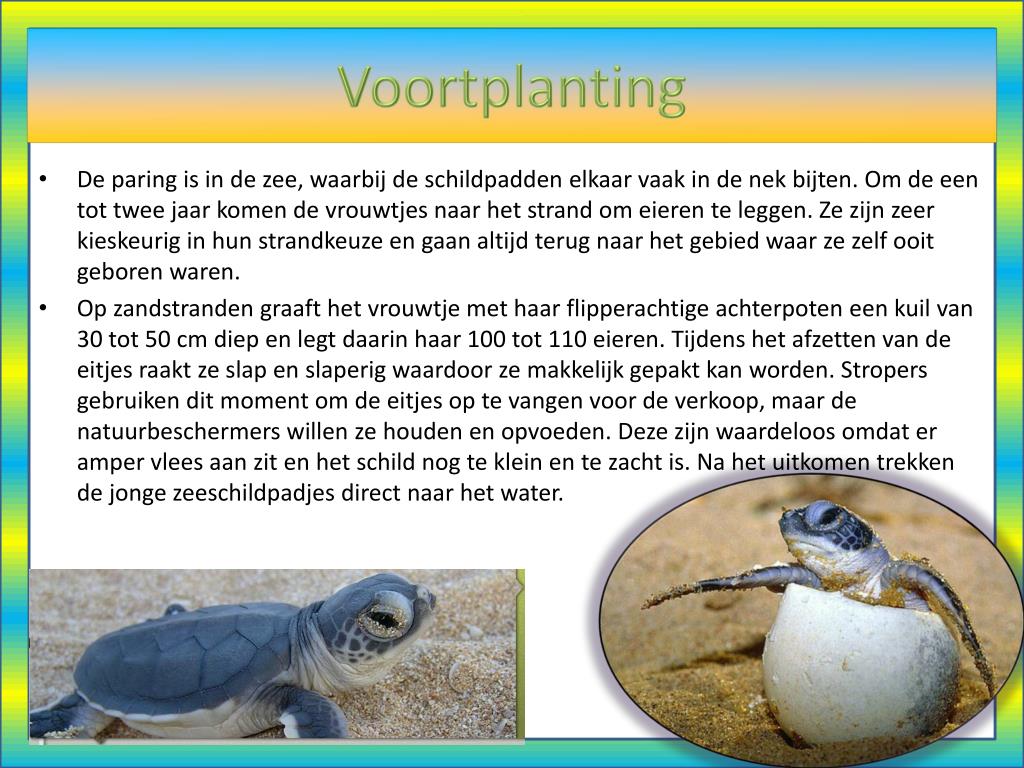 PPT - Zeeschildpad PowerPoint Presentation, free download - ID:2085813