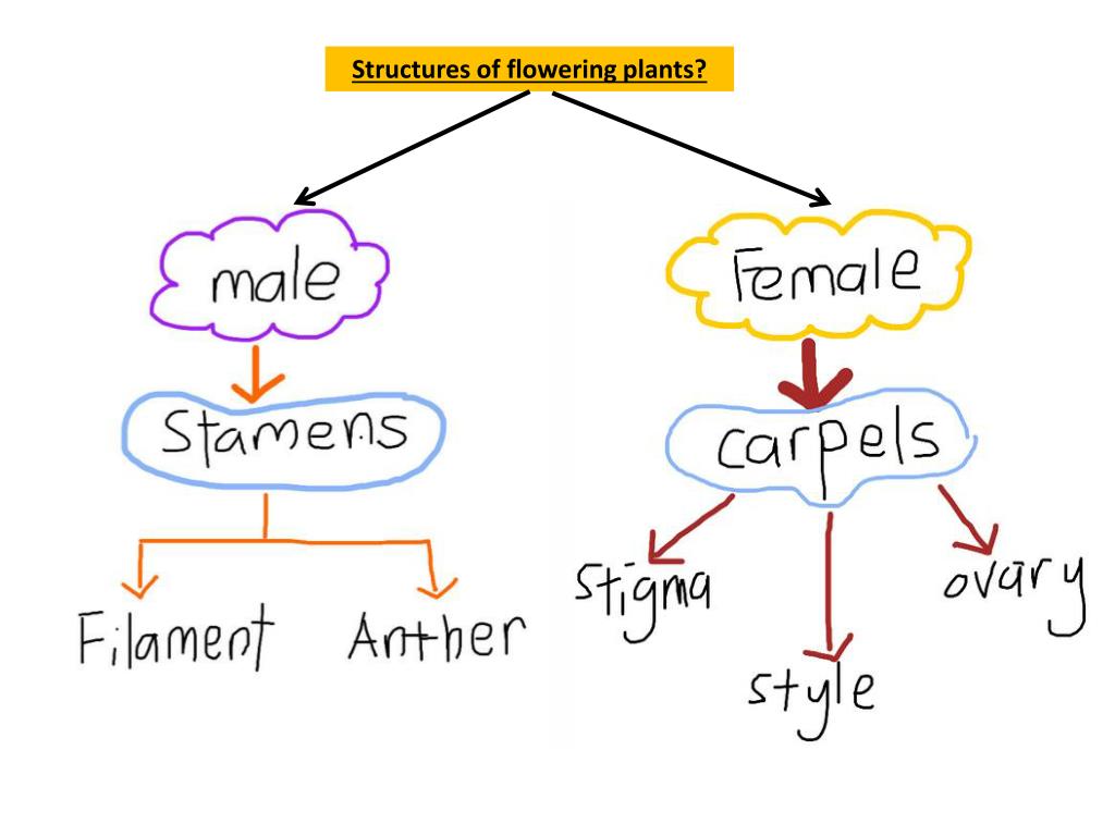 PPT - Sexual Reproduction in Flowering Plants PowerPoint Presentation ...