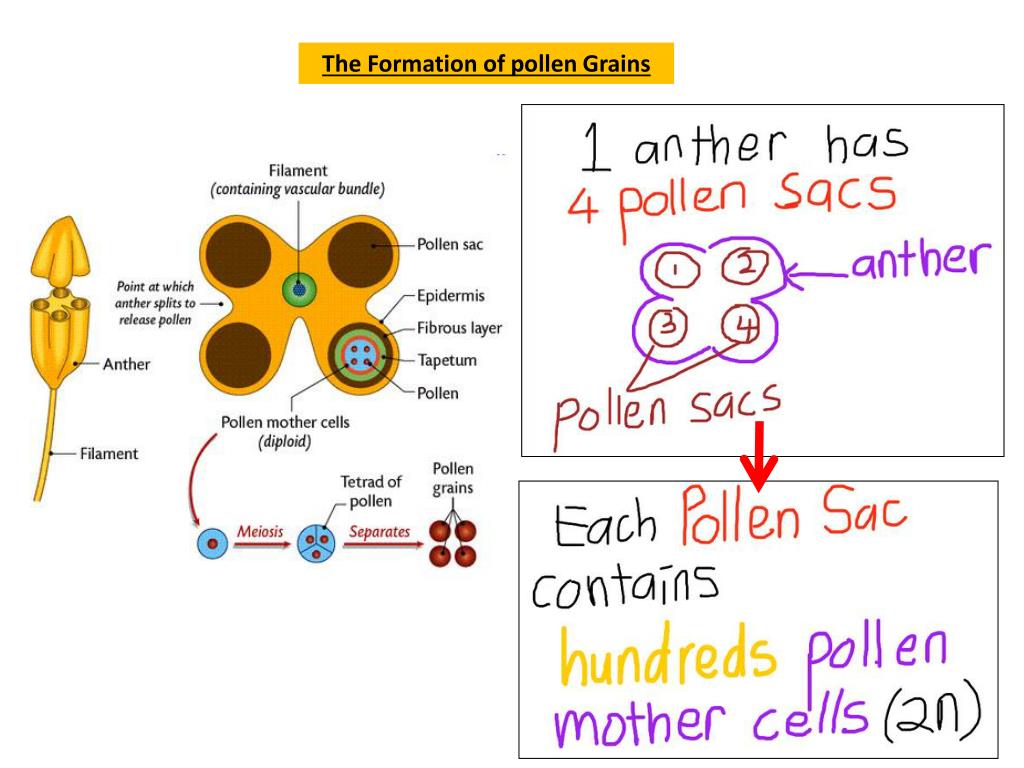 Pollen Reproduction PPT - Sexual Reproduction in Flowering Plants PowerPoint Presentation ...