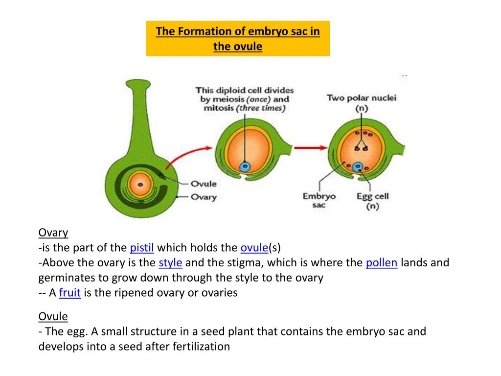 PPT - Sexual Reproduction in Flowering Plants PowerPoint Presentation ...