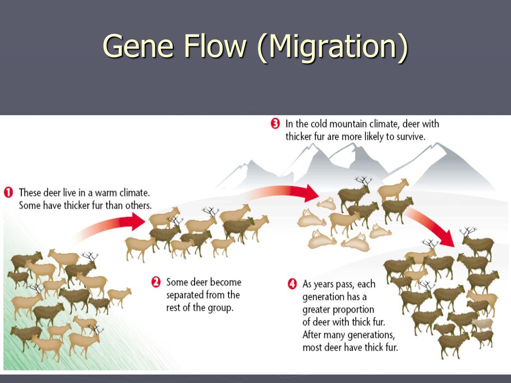 PPT Chapter 5 Evolution and Community Ecology