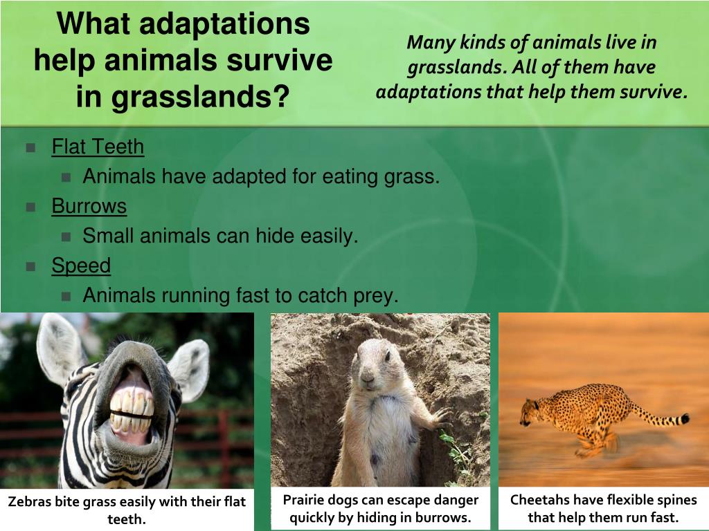 What Adaptations Do Grassland Animals Have