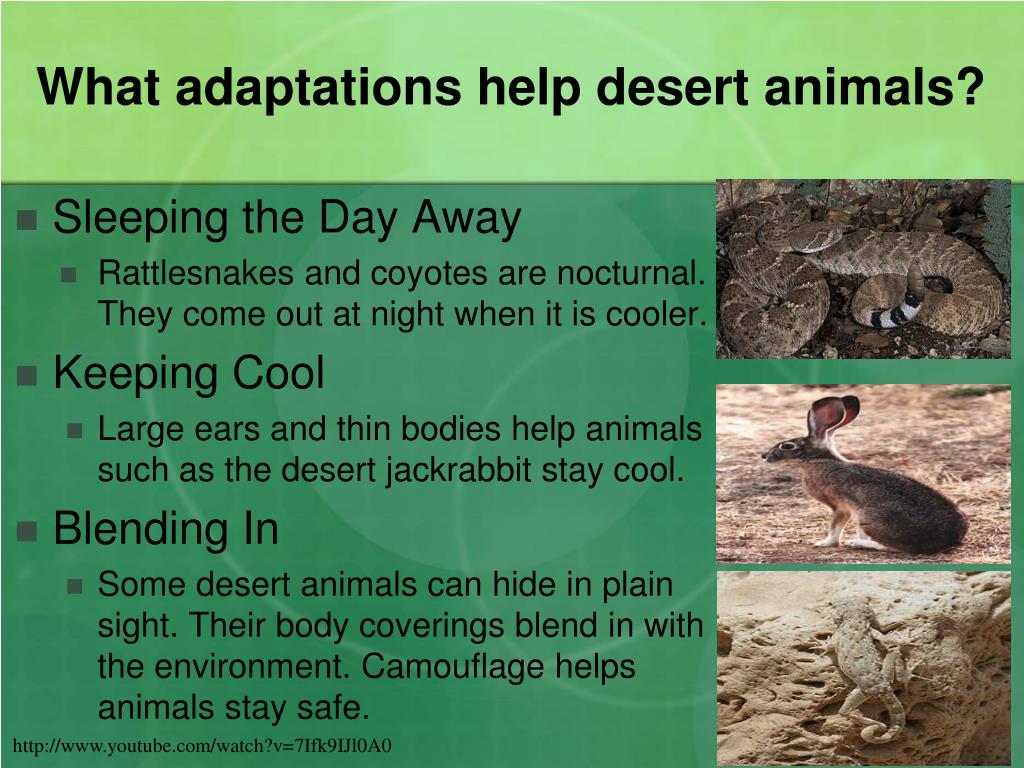 Habitat help. Animal adaptation. Help animals. Animal Habitats. Пустыня животные список.
