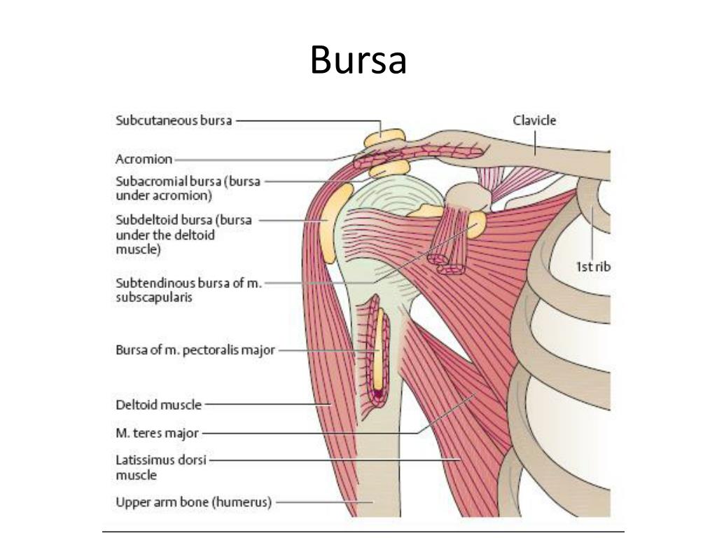 PPT Introduction Anatomy PowerPoint Presentation Free Download ID PPT Introduction Anatomy PowerPoint Presentation Free Download ID