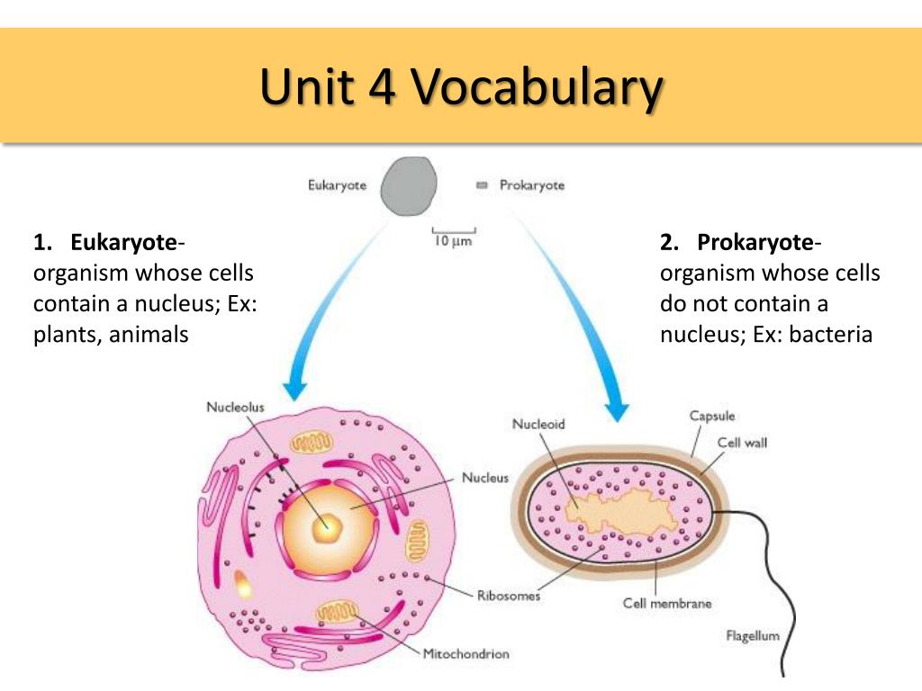 Unit 4 Vocabulary (Synonyms and Antonyms) Diagram