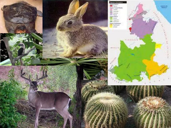 PPT PUEBLA ESPECIES EN PELIGRO PowerPoint Presentation