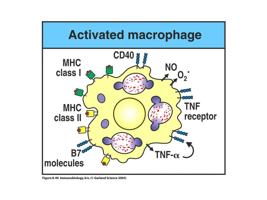 Активность макрофагов. Рецепторы фагоцитов иммунология. Маркер макрофагов cd4. CD 40 иммунология. Иммунология синдрома активации макрофагов.