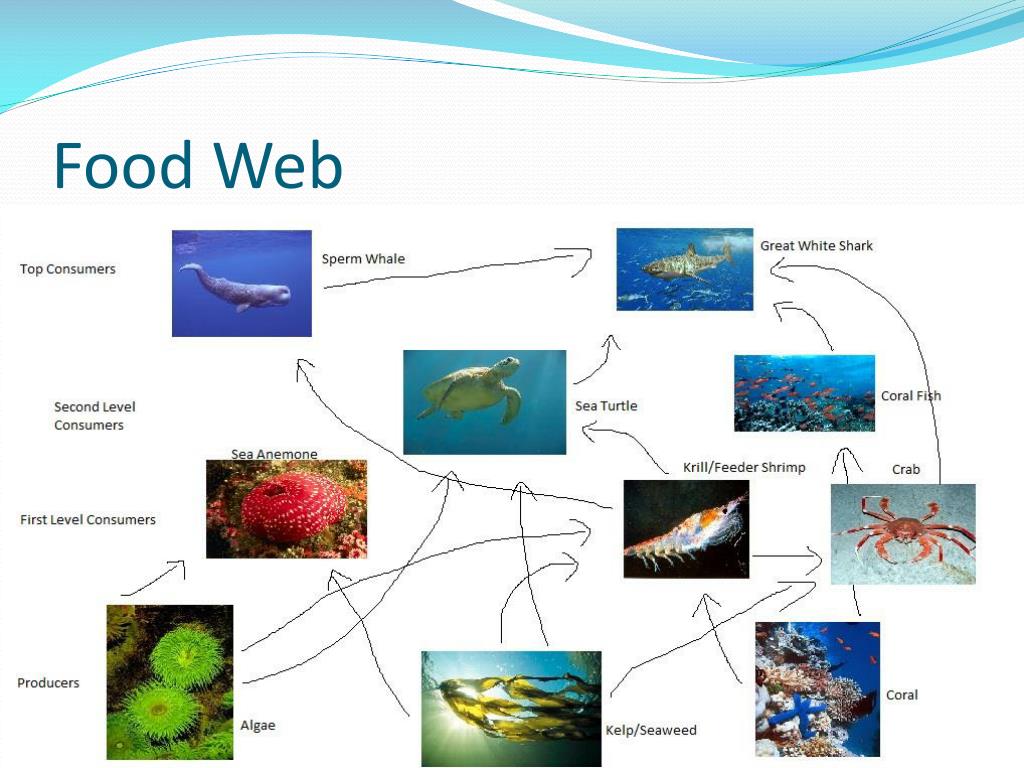 Deep Ocean PowerPoint Presentation, free download Biology Diagrams
