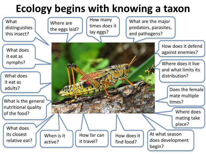 PPT - Insect Ecology PowerPoint Presentation - ID:2087805