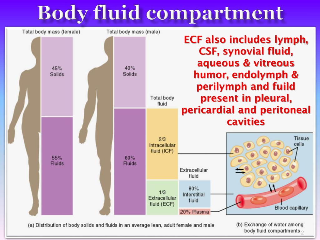 PPT BODY FLUID COMPARTMENT AND FLUID BALANCE PowerPoint Presentation