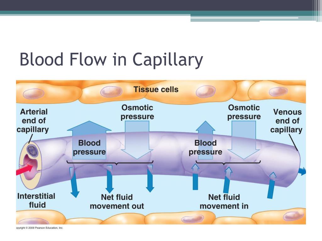 Capillary Blood Flow