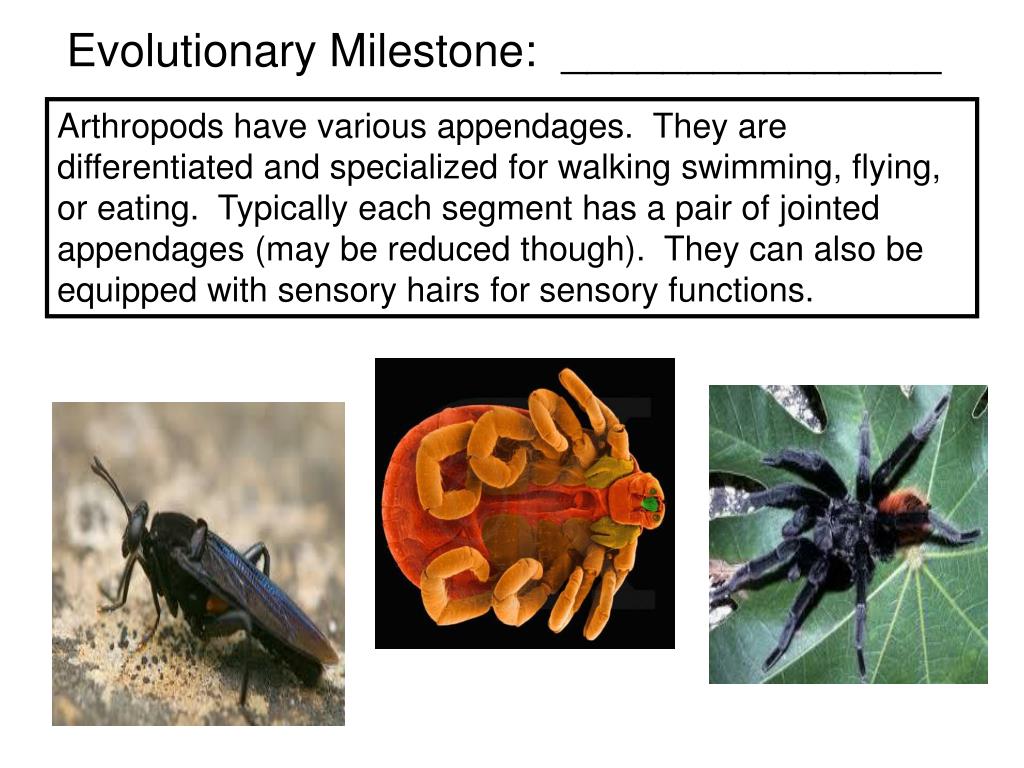 what is the evolutionary trend for segmentation in arthropods
