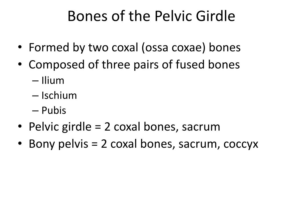 PPT - Bones of the Pelvic Girdle PowerPoint Presentation, free download ...