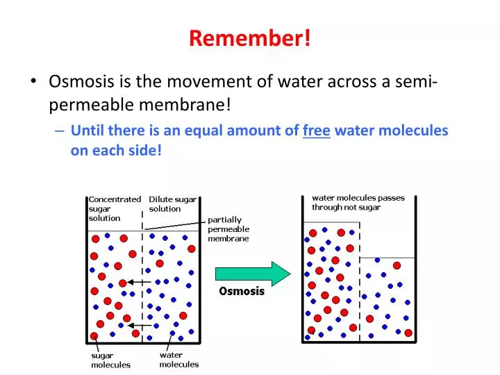 ppt remember powerpoint presentation id 2088564 movement of water across a membrane