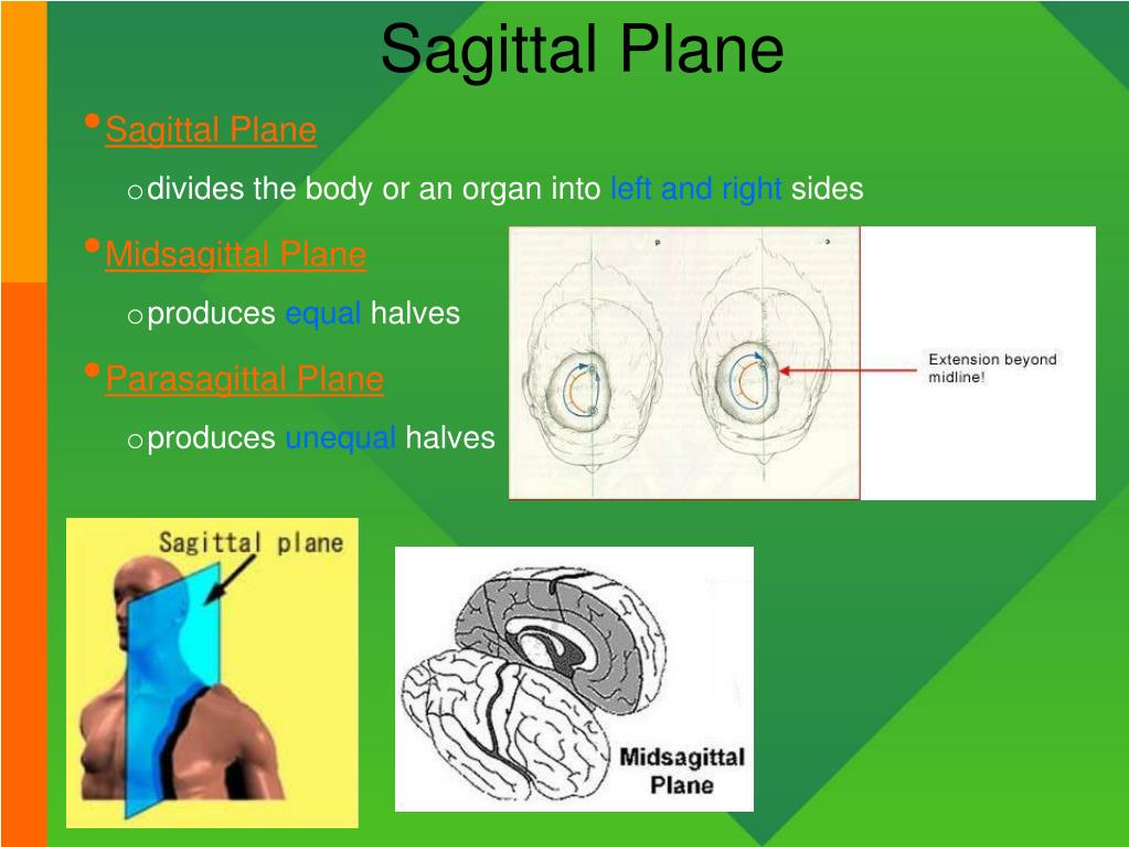 PPT - Introduction to Anatomy & Physiology PowerPoint Presentation - ID