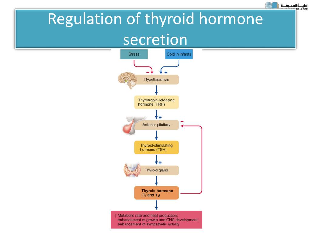 Thyroid Hormone Regulation Biology Diagrams